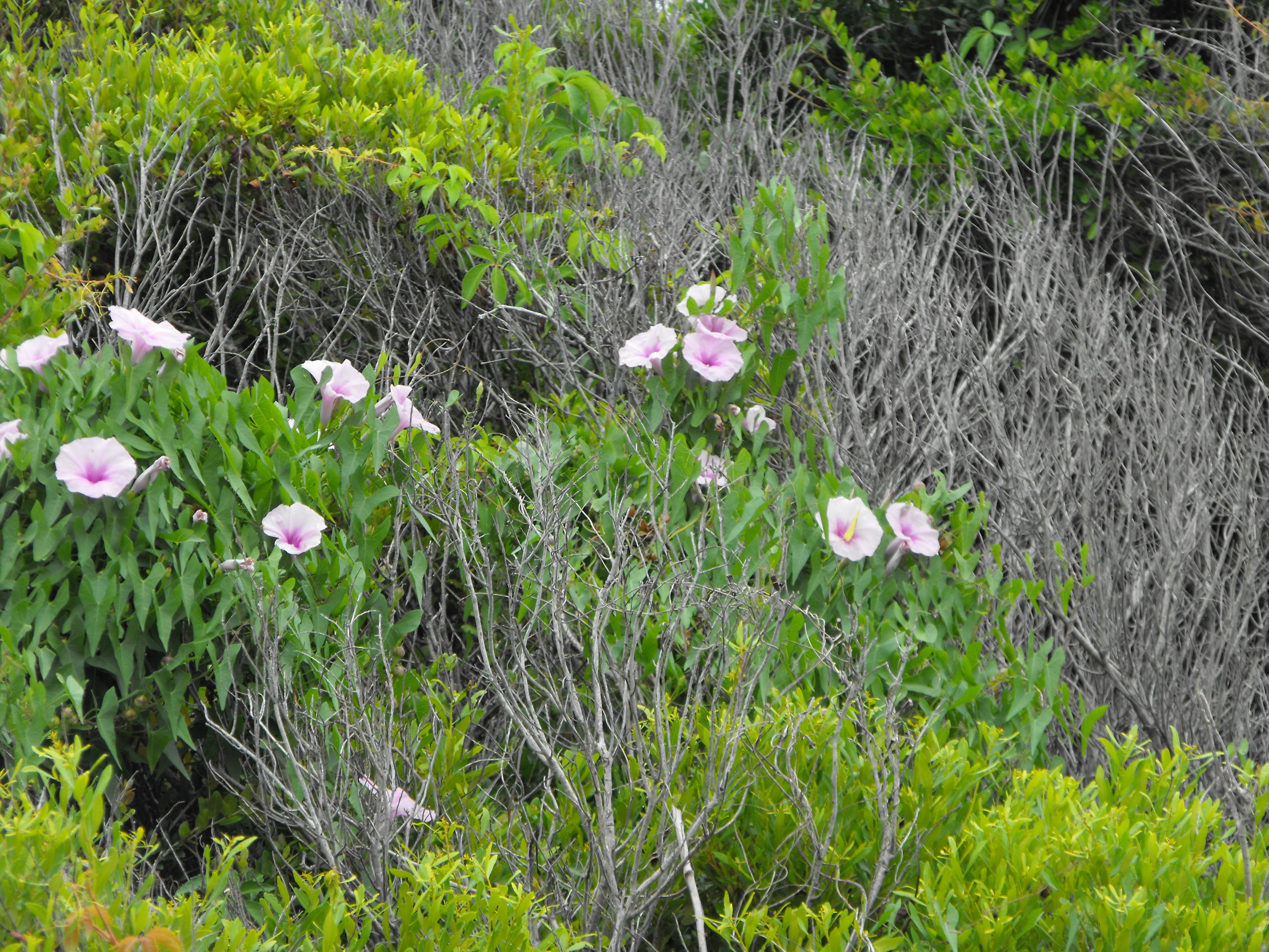 ./2010/Bear Island/DSCF4161.JPG